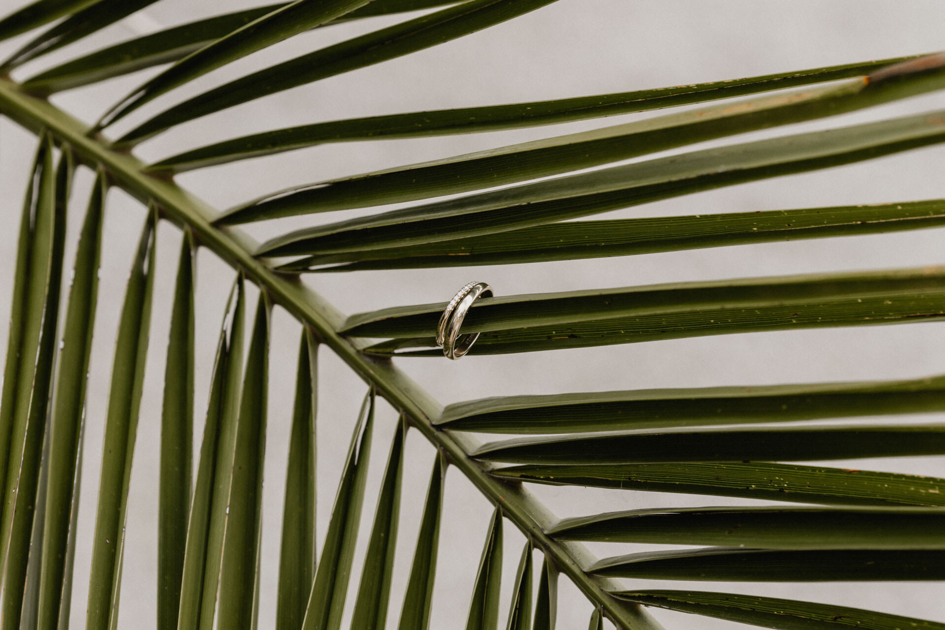 Ringe an Palmenwedel Hochzeitsfotograf Esslingen