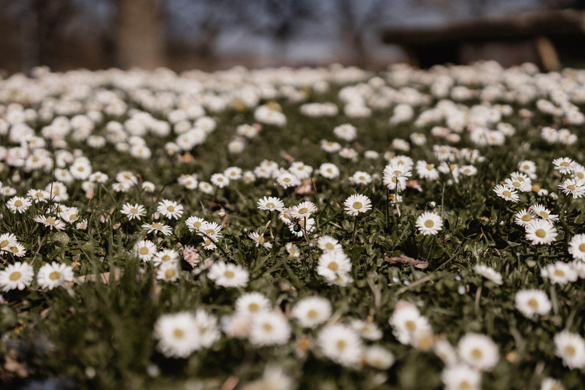 Gänseblümchen bei Hochzeit auf Schloss Monrepos