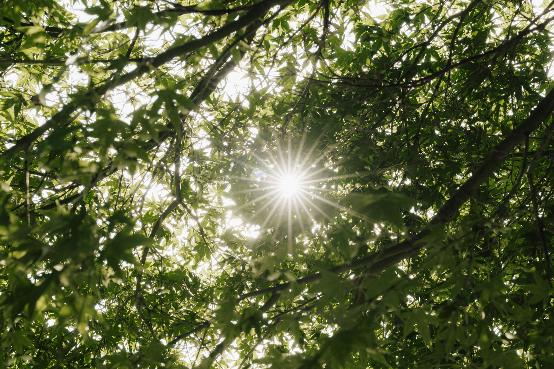 Das Sonnenlicht scheint durch dichtes grünes Laub und erzeugt einen Starburst-Effekt über dem Blätterdach, der an die ruhige Schönheit eines Plangartens in Leinfelden-Echterdingen erinnert - eine inspirierende Szene für eine Gewaechshaus-Hochzeit.