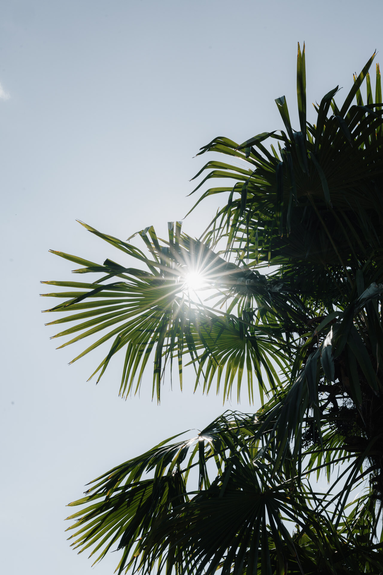 Das Sonnenlicht scheint durch die grünen Wedel einer Palme vor einem klaren blauen Himmel und erzeugt einen hellen, sternähnlichen Effekt - perfekt für eine Hochzeit bei Tante Polly Karlsruhe.