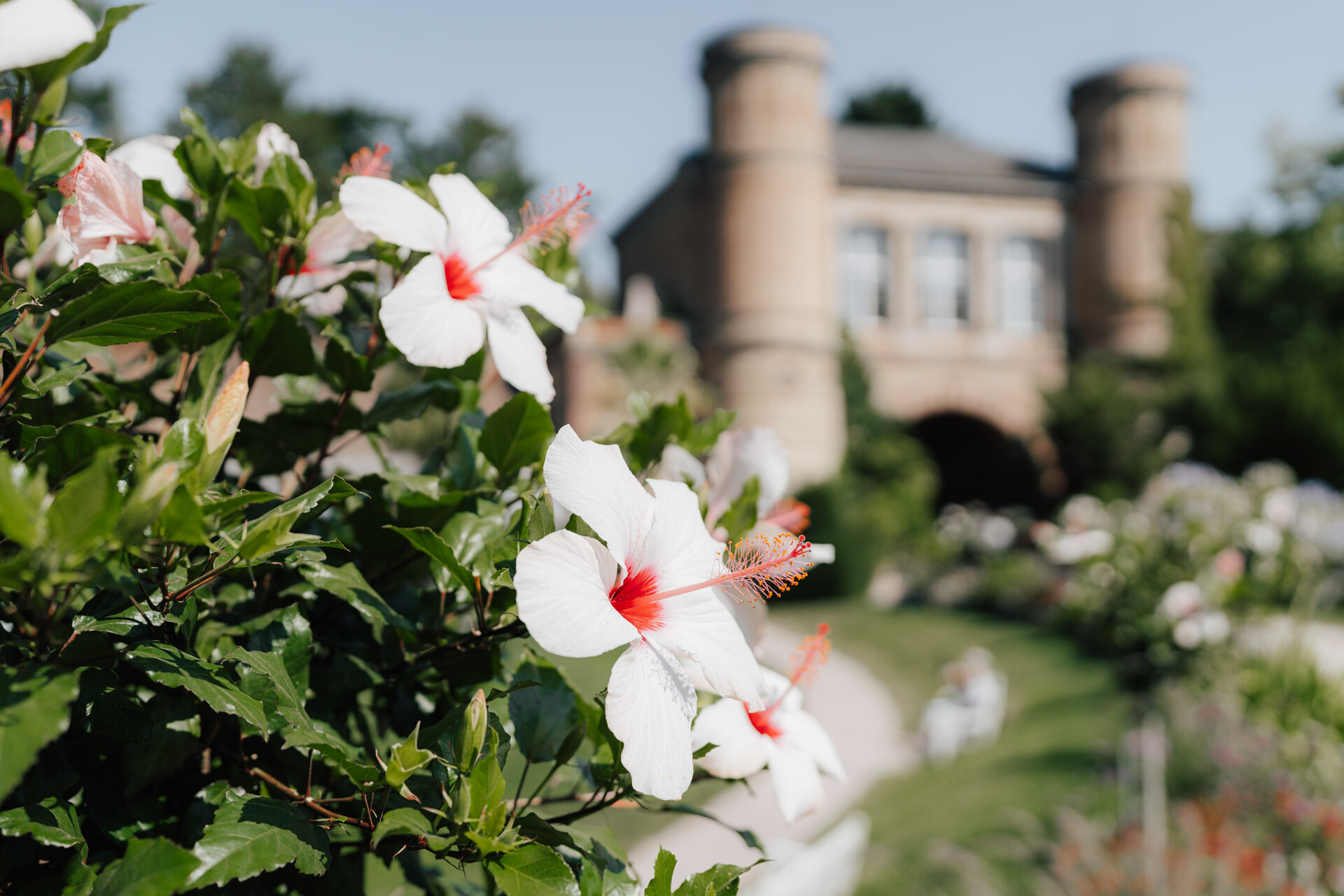 Weiße Hibiskusblüten mit roten Zentren im Vordergrund, ein historisches Steingebäude - perfekt für eine Hochzeit bei Tante Polly Karlsruhe - und üppiges Grün verschwimmen im Hintergrund an einem sonnigen Tag.
